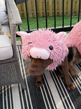 Spooky Night Plush Pig Costume for Dogs XL
